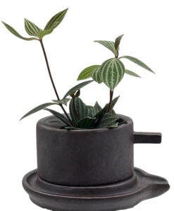Creative Ceramic Planter With Saucer & Live Peperomia Plant