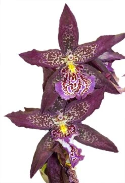 Howard's Dream Orchid - Oncidium Hybrid - Beallara Marfitch - 4" Pot