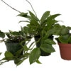 Hoya Assortment - 3 Pack In 4" Pots
