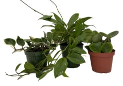 Hoya Assortment - 3 Pack In 4" Pots