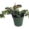 Variegated Hindu Rope Plant - EXOTIC - Hoya - 4" Pot