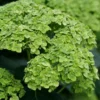 Invincibelle Sublime™ - Smooth Hydrangea - 4" Pot - Proven Winners