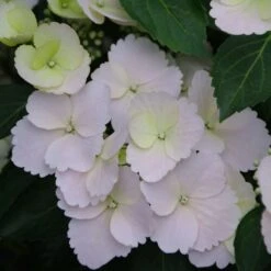 Fairytrail Bride® Cascade Hydrangea®- White Blooms - Proven Winners - 4" Pot