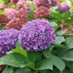 LET’S DANCE IARRIBA!® - Bigleaf Hydrangea - 4" Pot - Proven Winners