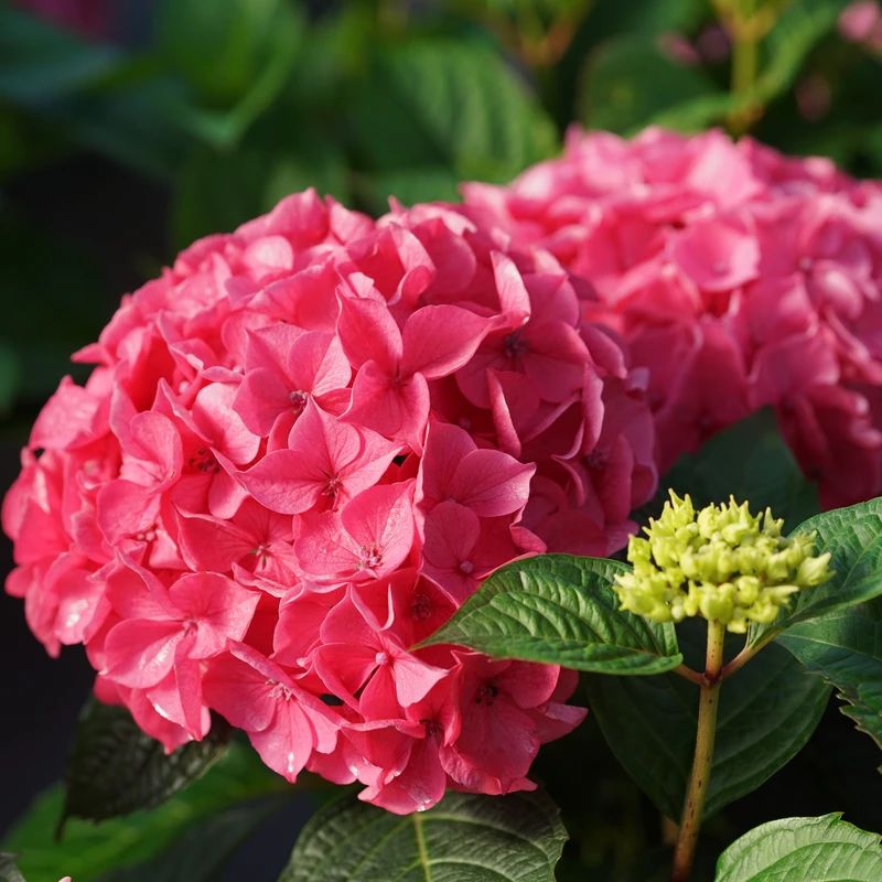 LET’S DANCE LOVEABLE™ - Bigleaf Hydrangea - Proven Winners - 4" Pot