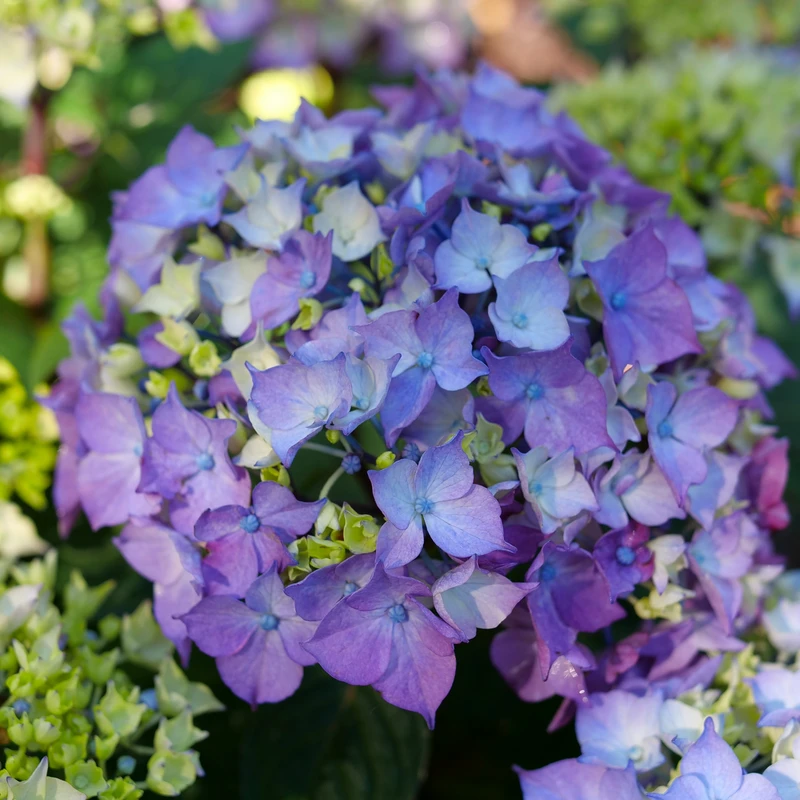 LET’S DANCE LOVEABLE™ - Bigleaf Hydrangea - Proven Winners - 4" Pot - Image 2