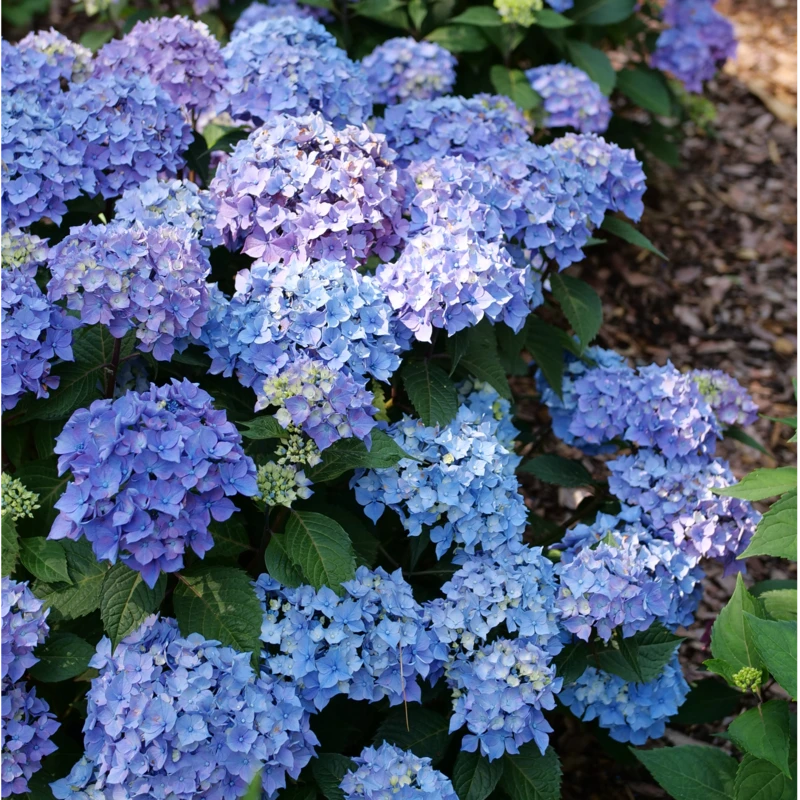 LET’S DANCE LOVEABLE™ - Bigleaf Hydrangea - Proven Winners - 4" Pot - Image 3