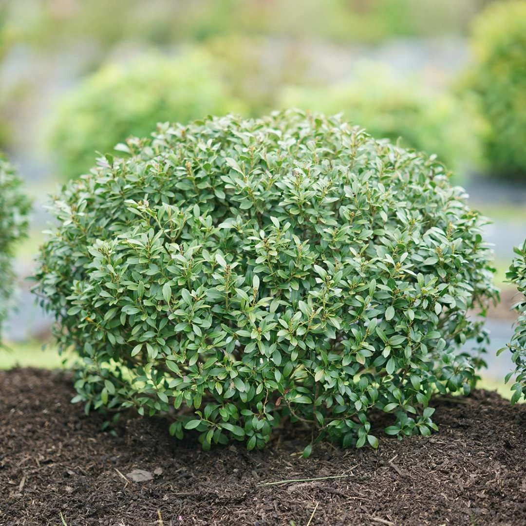 STRONGBOX® Holly Inkberry - Proven Winner - 4" Pot - Image 2