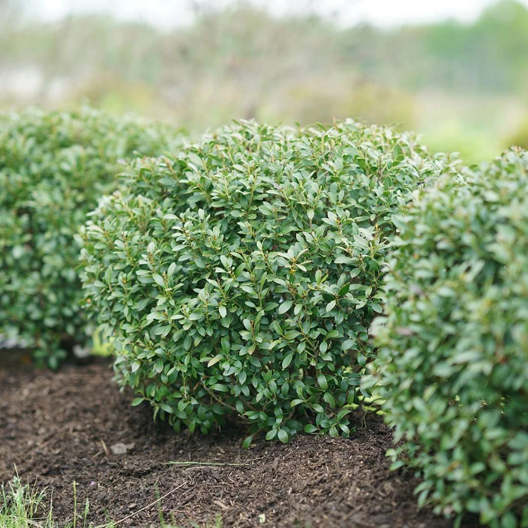 STRONGBOX® Holly Inkberry - Proven Winner - 4" Pot