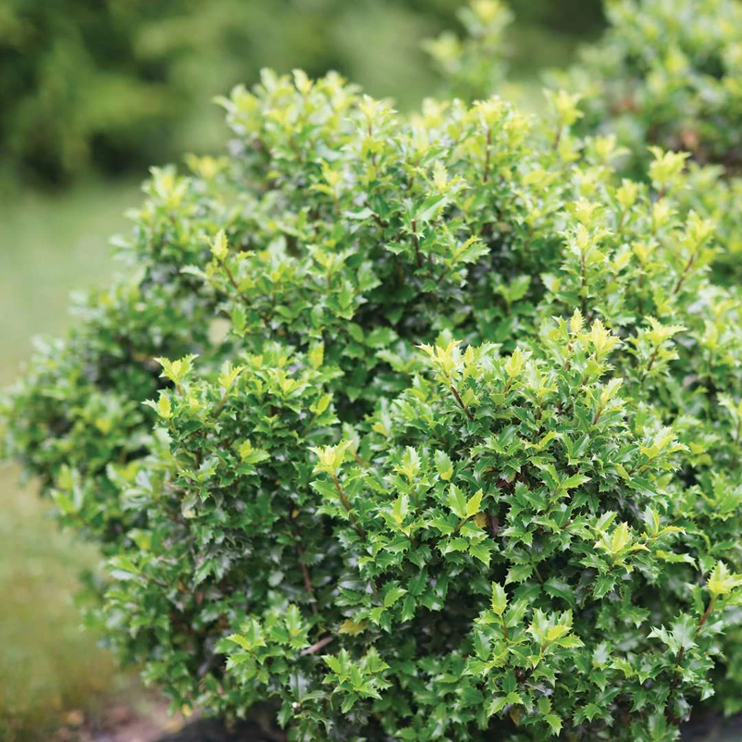 CASTLE KEEPĀ® Blue Holly - Ilex - 4" Pot - Proven Winners - Image 2