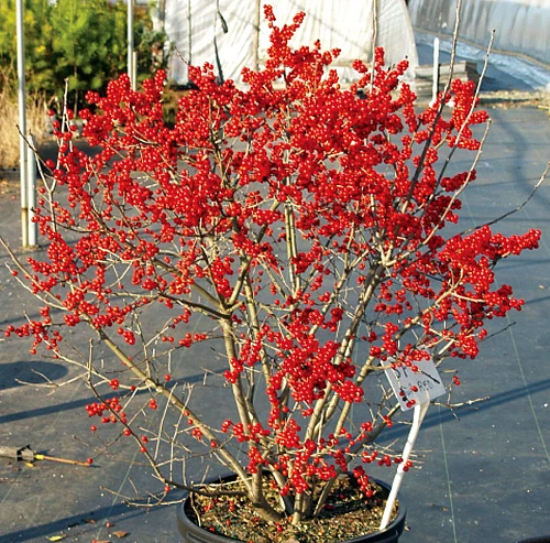 BERRY POPPINS® Winterberry Holly - Ilex - Broadleaf Evergreen - 4" Pot - Image 2