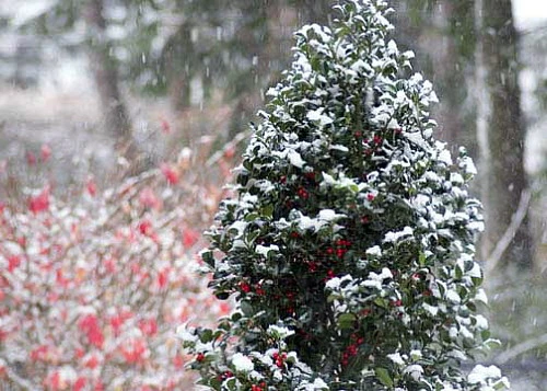 Castle Spire® Blue Holly - Ilex - 4" Pot - Proven Winners - Image 6