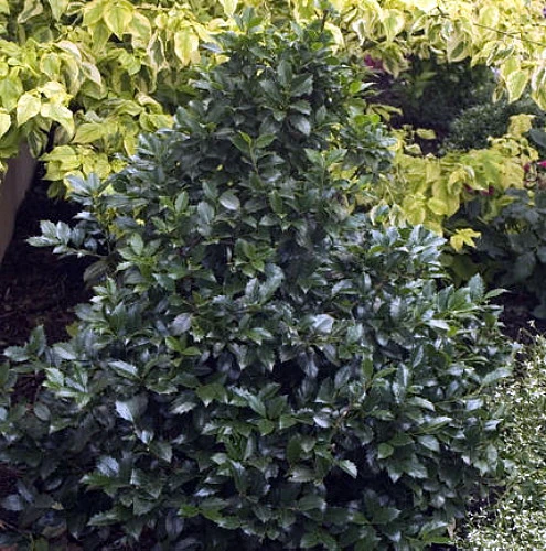 Castle Spire® Blue Holly - Ilex - 4" Pot - Proven Winners - Image 7