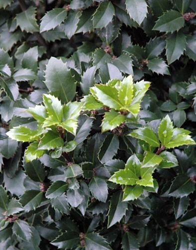 Castle Spire® Blue Holly - Ilex - 4" Pot - Proven Winners - Image 4