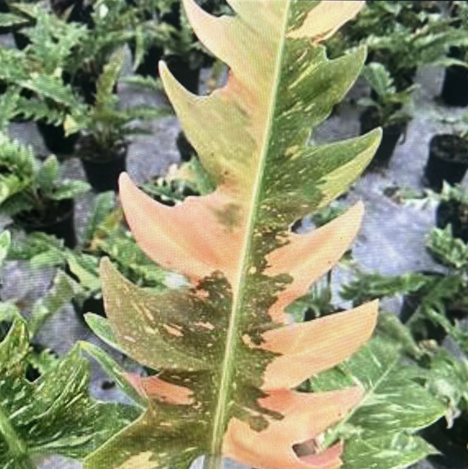 Rarest In The World! Ring Of Fire Philodendron - 4" Pot - Image 5