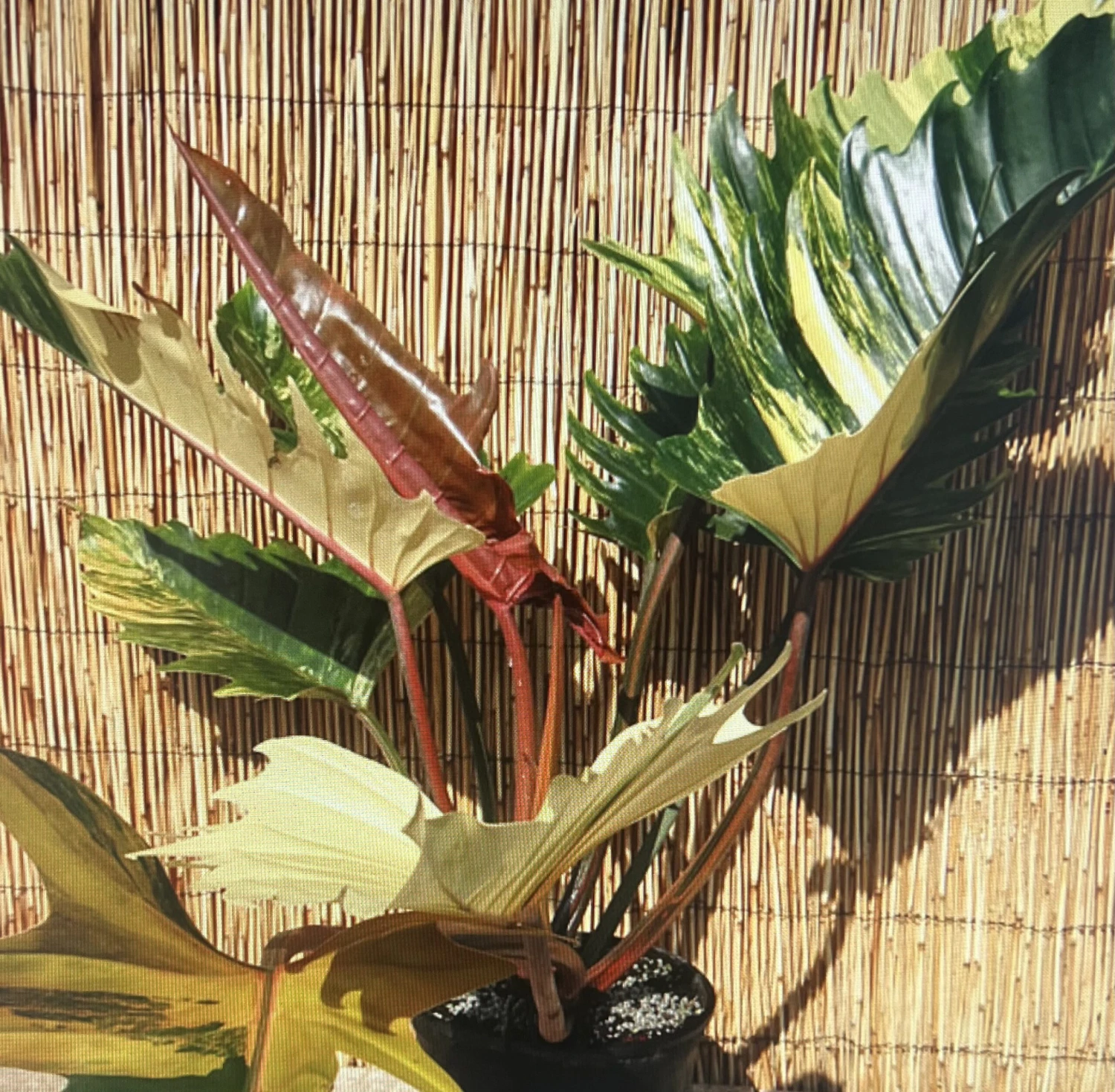 Rarest In The World! Ring Of Fire Philodendron - 4" Pot - Image 3