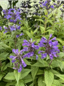 Neptune Catmint Perennial - Nepeta - Gallon Pot