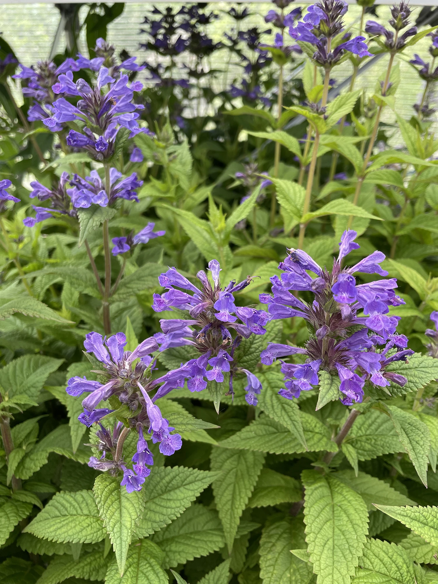 Neptune Catmint Perennial - Nepeta - Gallon Pot