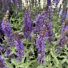 Lyrical™ Blues Meadow Sage - Salvia - Gallon Pot