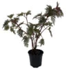 Begonia Bipinnatifida / Fern Leaf Begonia - 4" Pot- House Plant Or Terrarium