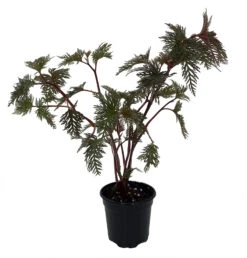 Begonia Bipinnatifida / Fern Leaf Begonia - 4" Pot- House Plant Or Terrarium