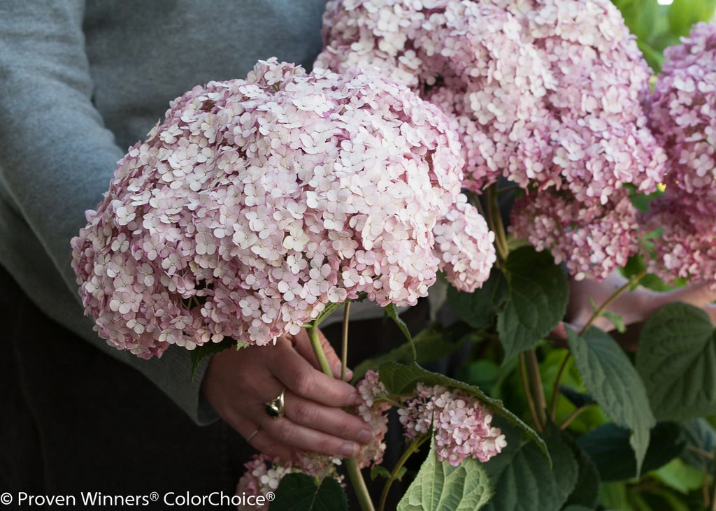 Incrediball® Blush Hydrangea Perennial - Huge Flowers - 4" Pot - Proven Winners - Image 2