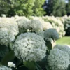 Incrediball® Hydrangea Perennial - Huge Flowers - 4" Pot - Proven Winners