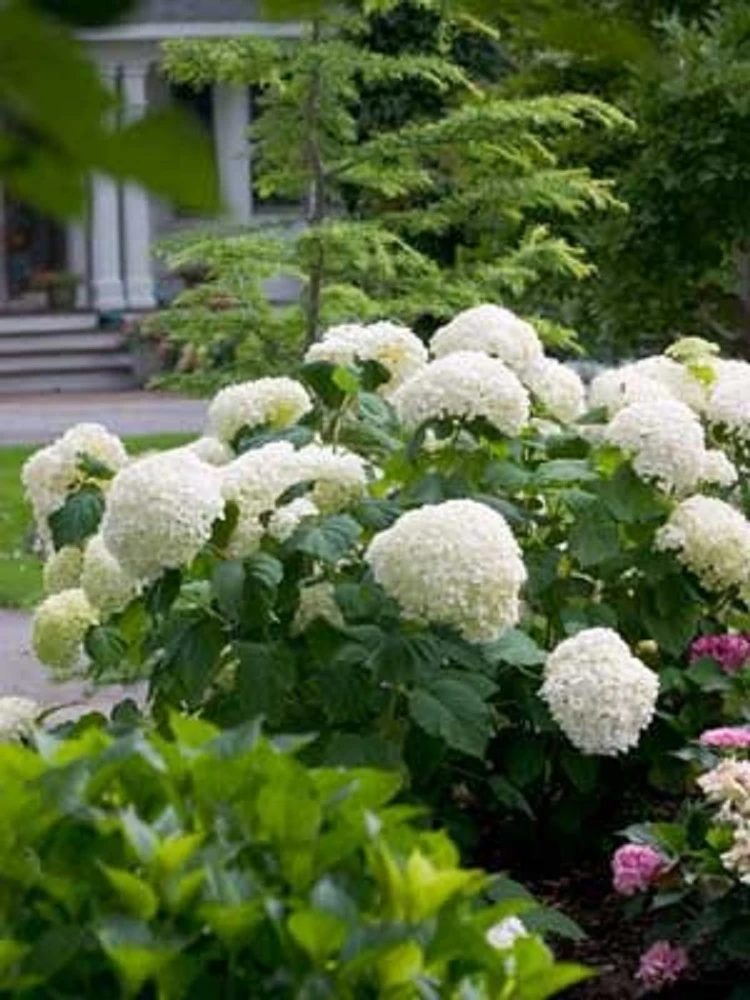 Incrediball® Hydrangea Perennial - Huge Flowers - 4" Pot - Proven Winners - Image 2