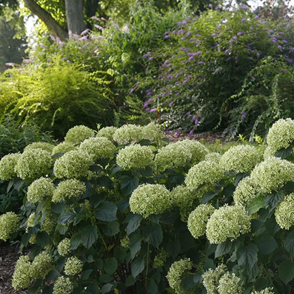Invincibelle Limetta® Hydrangea - 4" Pot - Proven Winners - Image 2