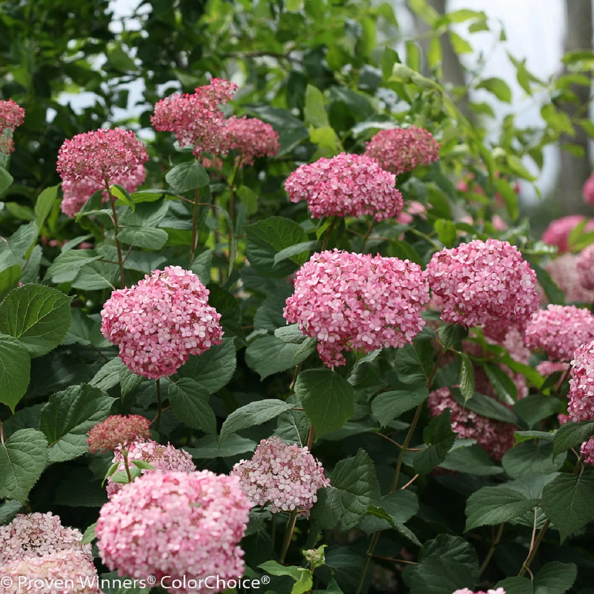Invincibelle® Spirit II Hydrangea - 4" Pot - Proven Winners - Image 3