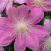 Irene Clematis - Long Lasting Blooms - Creamy Rose Pink Flower - 2.5" Pot