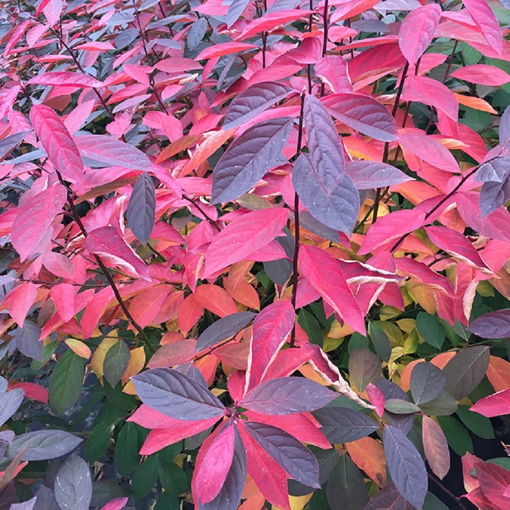 Scentlandia® Sweetspire - 4" Pot - Itea - Proven Winners - Image 2