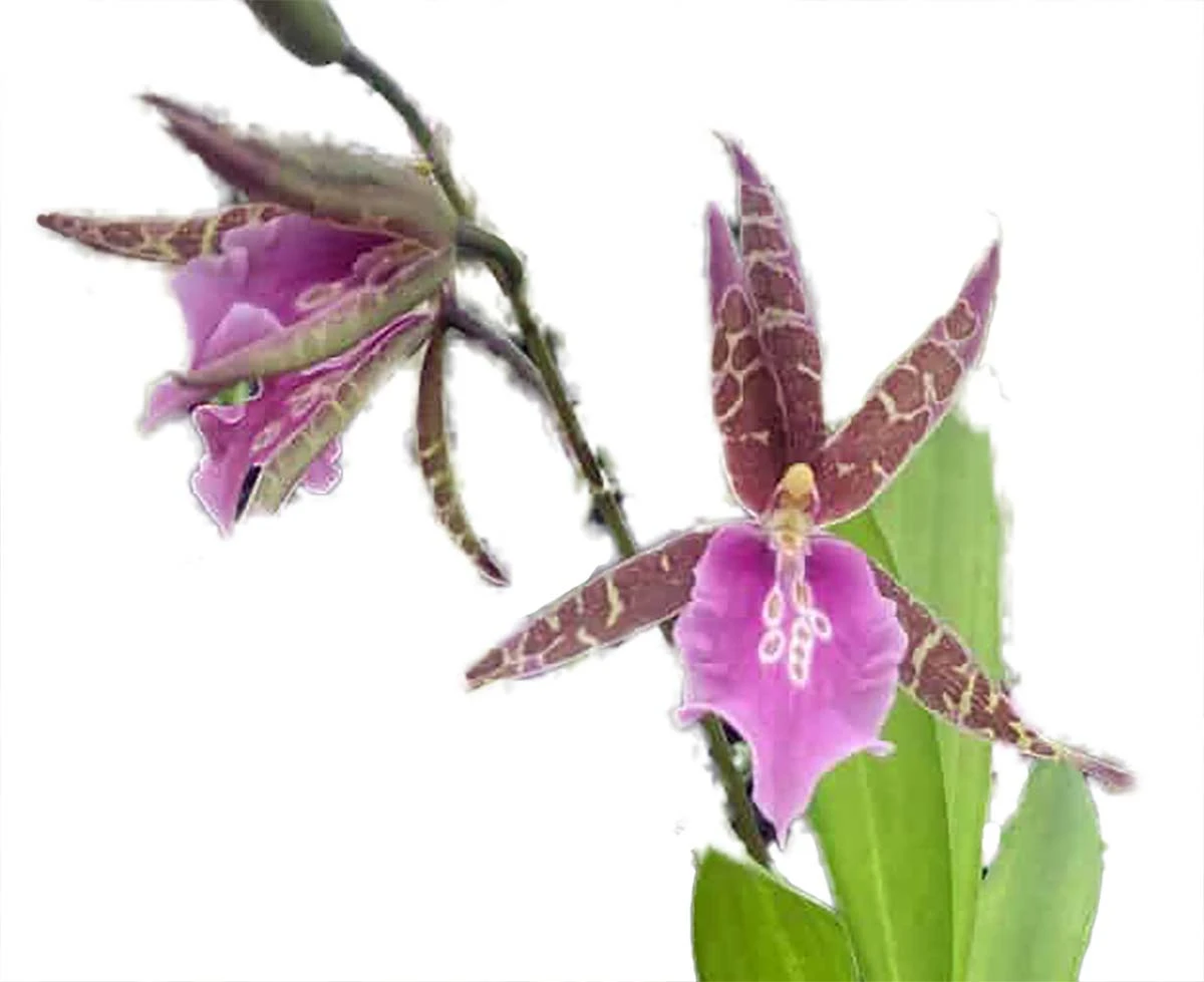 C.M. Fitch Izumi Orchid - Miltassia - 2" Pot - Collector Orchids - Image 2