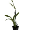 C.M. Fitch Izumi Orchid - Miltassia - 2" Pot - Collector Orchids