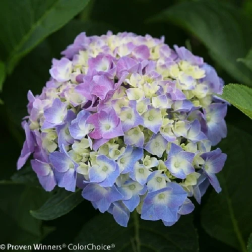 Let's Dance® Blue Jangles™ Reblooming Hydrangea - 4" Pot - Proven Winners - Image 2