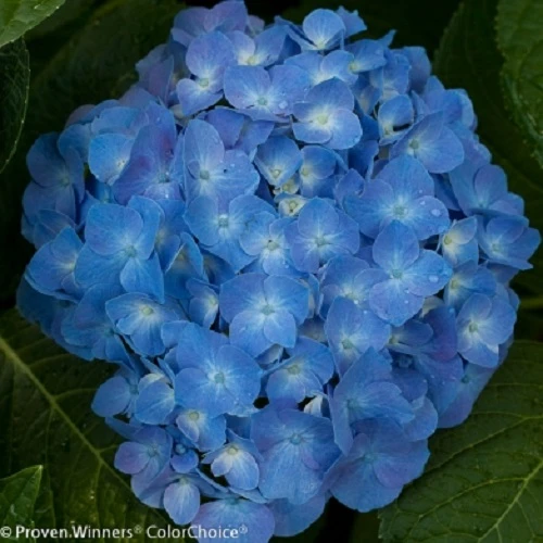 Let's Dance® Blue Jangles™ Reblooming Hydrangea - 4" Pot - Proven Winners - Image 3