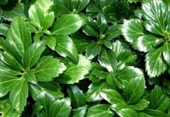 Japanese Spurge 48 Plants - Pachysandra - Hardy Groundcover - 1 3/4" Pots