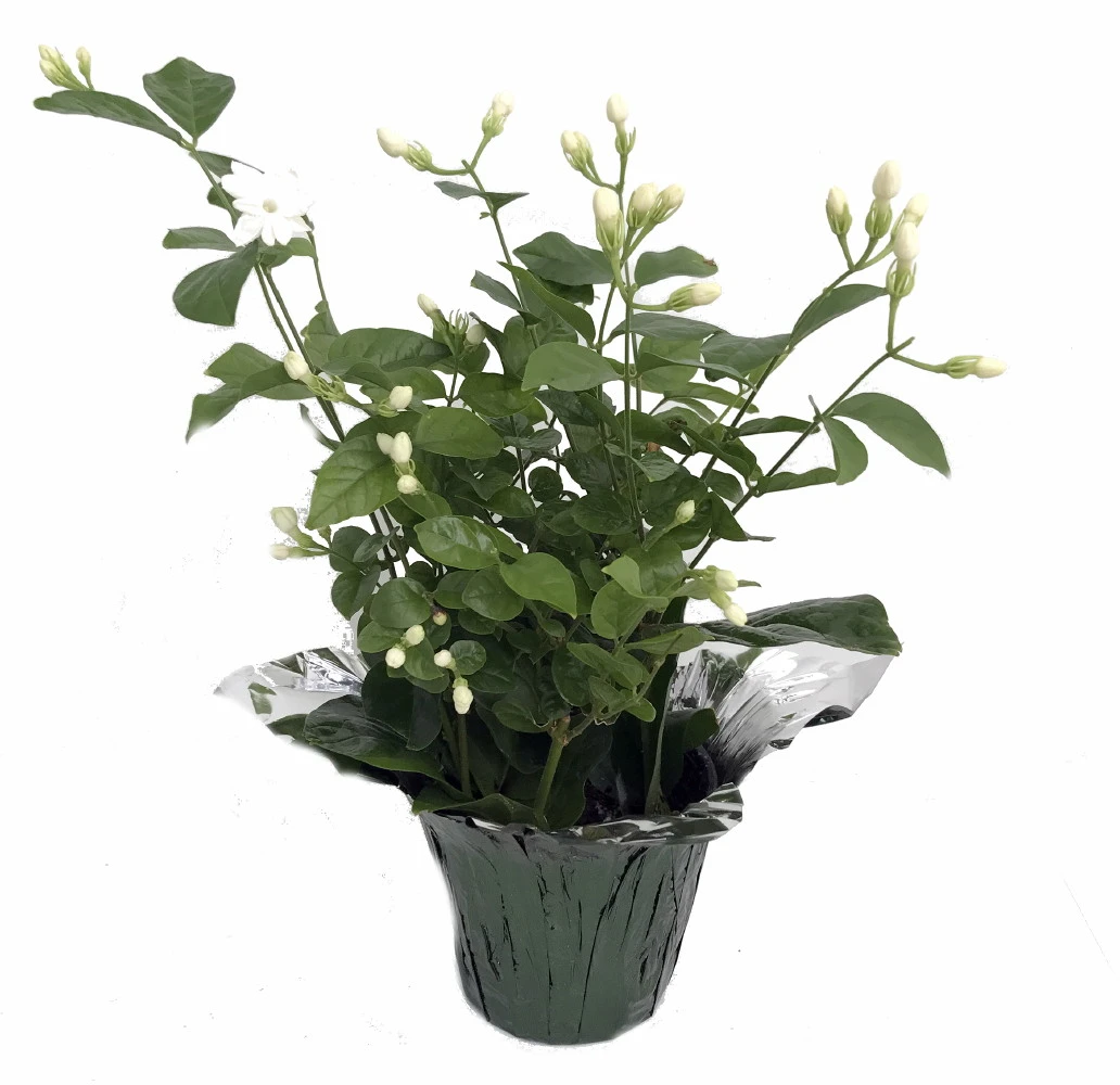 Hirt's Arabian Tea Jasmine Plant - Maid Of Orleans - 4" Decorative Pot Cover