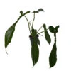 Joepii Philodendron - 4" Pot - Trending/Collector's Series