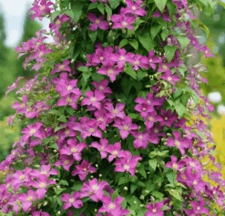 Jolly Good™ Clematis - 4" Pot - Proven Winners