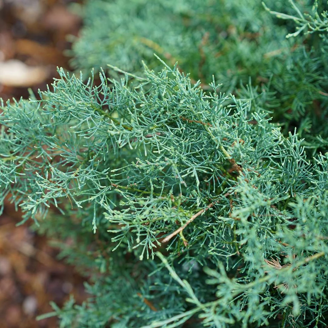 Montana Moss™Juniper - Juniperus Chinensis - Proven Winners - 4" Pot - Image 2