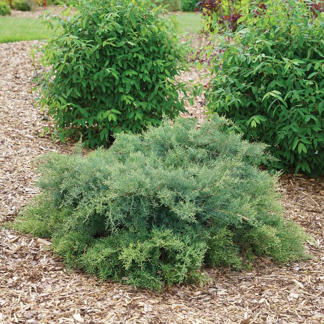 Montana Moss™Juniper - Juniperus Chinensis - Proven Winners - 4" Pot - Image 3