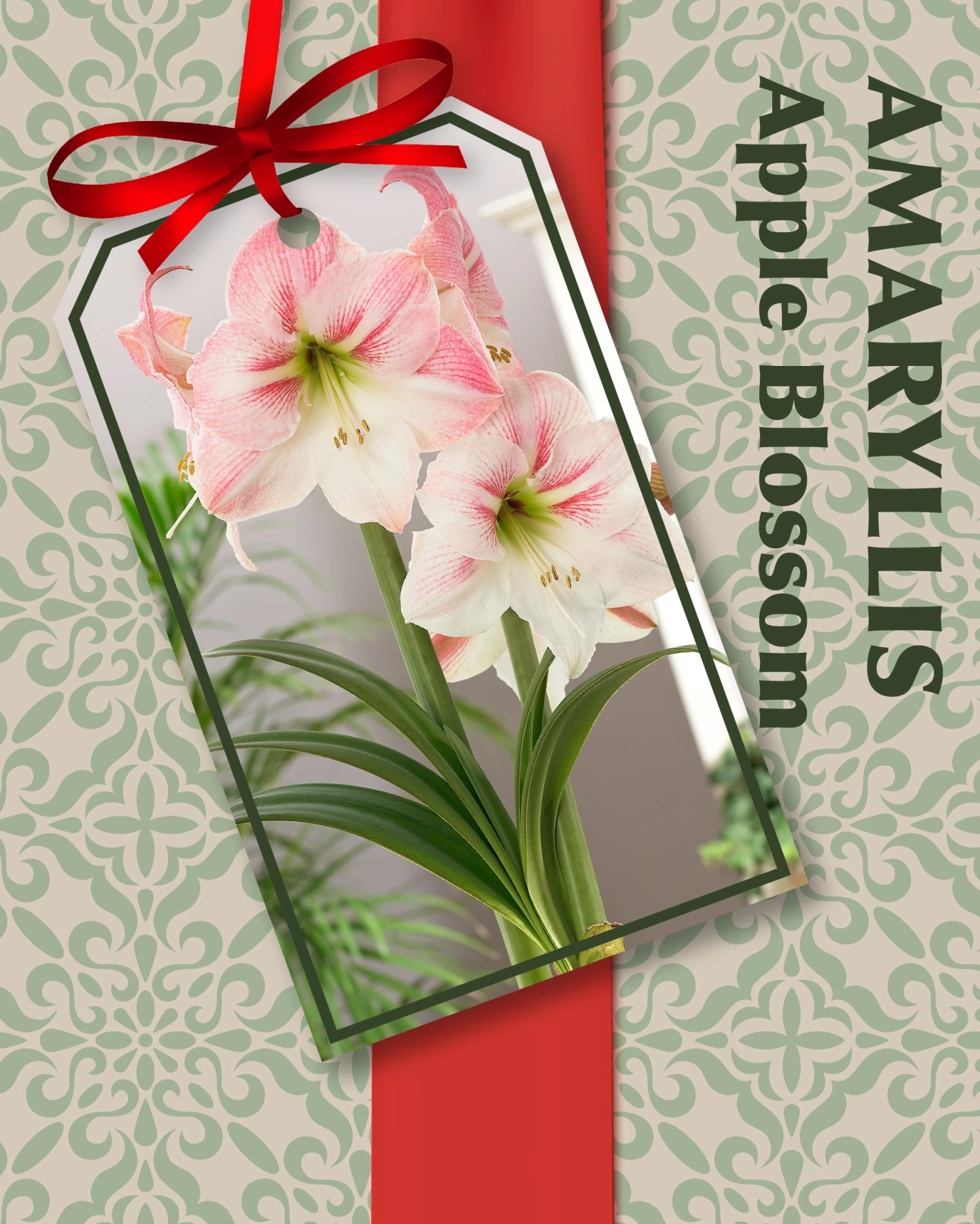 Amaryllis Kit: Apple Blossom + Plastic Pot & Soil - 26/28 Cm Bulb - Netherland - Image 3