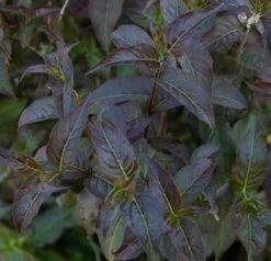KODIAK® Black Bush Honeysuckle - 4" Pot - Diervilla