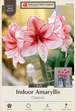 Charisma Giant Amaryllis Large Bulb - 34/+cm Bulb