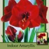 Ferrari Giant Dutch Amaryllis - Large Deep Red - 34/+ Cm Bulb