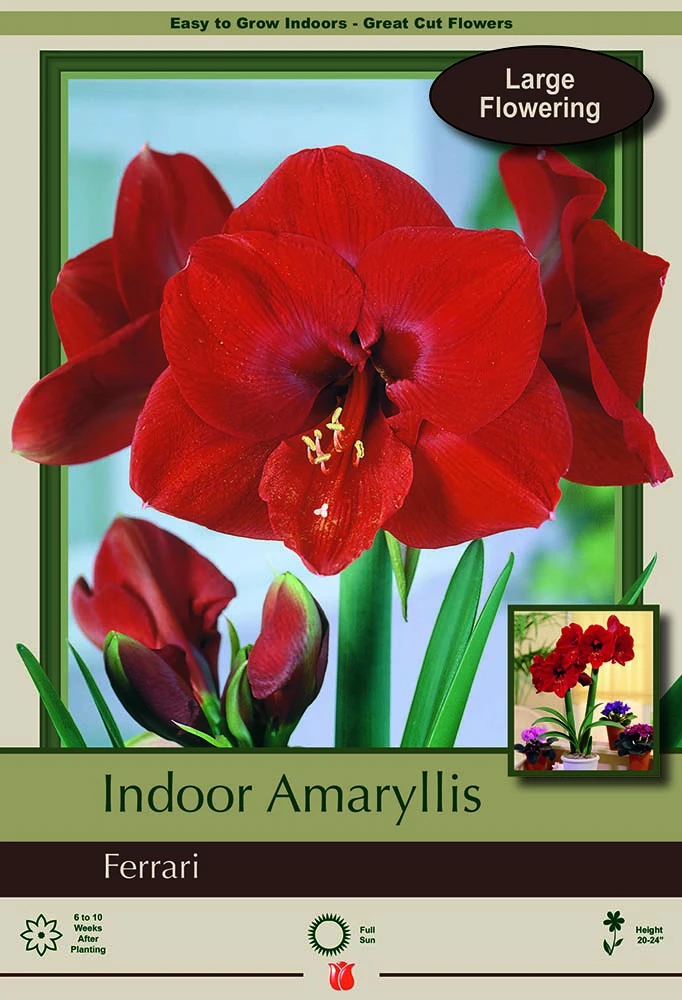 Ferrari Giant Dutch Amaryllis - Large Deep Red - 34/+ Cm Bulb