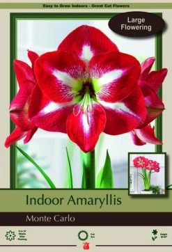 Monte Carlo Amaryllis - Large Flowering - 34/+ Cm Bulb