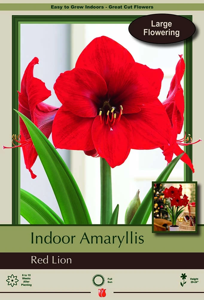Red Lion Giant Dutch Amaryllis Bulb - 34/+cm Bulb