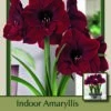 Red Pearl Amaryllis - 32/34cm Large Bulb - Immediate Shipping/Holiday Blooms